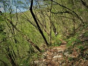 65 Nel bosco di carpini neri che stanno rinverdendo